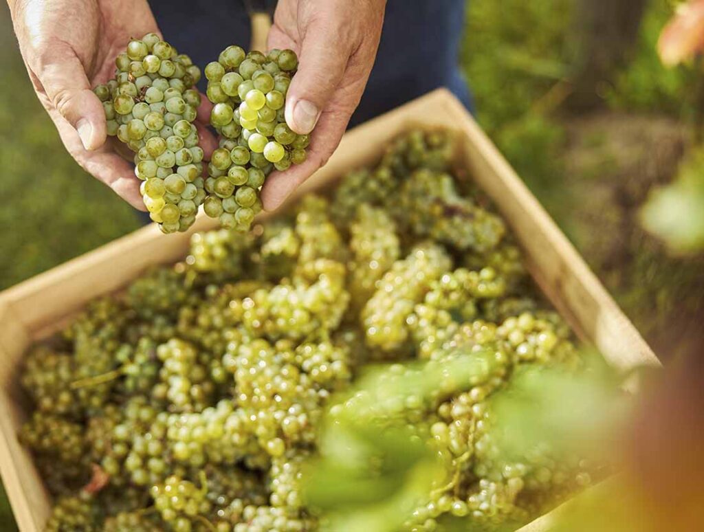 Vinos y Derivados de Covini