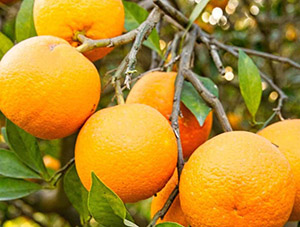 Zumos de Naranjas